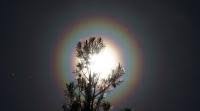Attēlu rezultāti vaicājumam “pollen corona”