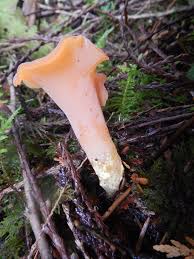 Attēlu rezultāti vaicājumam “Tremiscus helvelloides”