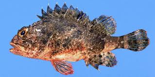 Image result for Scorpaena porcus