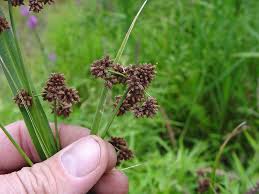 Attēlu rezultāti vaicājumam “Scirpus sylvaticus fruit”