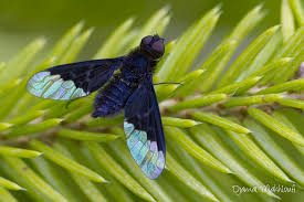 Attēlu rezultāti vaicājumam “Hemipenthes morio”