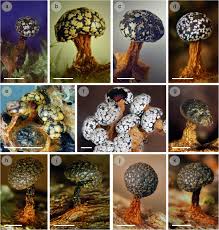 Attēlu rezultāti vaicājumam “Diderma chondrioderma spores”