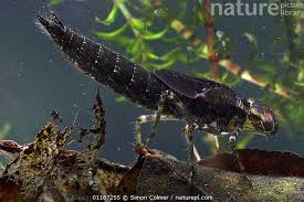 Attēlu rezultāti vaicājumam “Aeshna grandis”