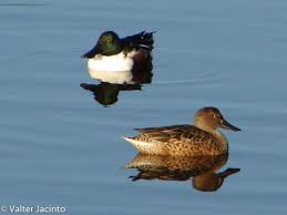 Attēlu rezultāti vaicājumam “Anas clypeata”