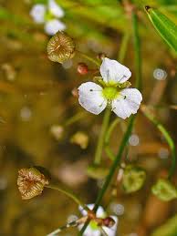 Attēlu rezultāti vaicājumam “Alisma plantago-aquatica flower”