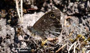 Attēlu rezultāti vaicājumam “Lasiommata petropolitana”