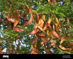 Attēlu rezultāti vaicājumam “Gleditsia triacanthos fruit”