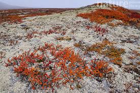 Attēlu rezultāti vaicājumam “Betula nana flower”
