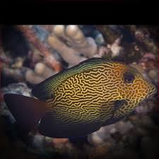 Image result for Ctenochaetus hawaiiensis