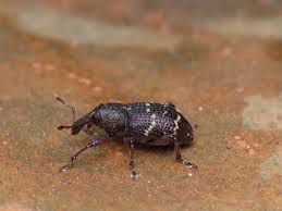 Attēlu rezultāti vaicājumam “Hylobius pinastri”