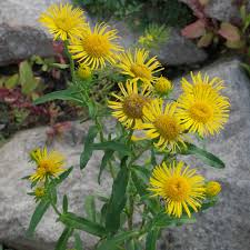 Attēlu rezultāti vaicājumam “Inula britannica flower”