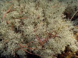 Attēlu rezultāti vaicājumam “Cladonia phyllophora”