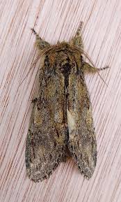 Attēlu rezultāti vaicājumam “Peridea anceps”