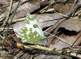 Attēlu rezultāti vaicājumam “Pontia edusa underside”