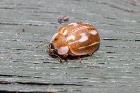 Attēlu rezultāti vaicājumam “Myzia oblongoguttata”