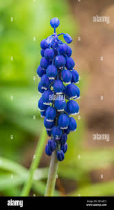 Attēlu rezultāti vaicājumam “Muscari neglectum flower”