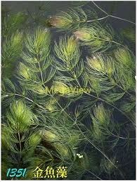 「金魚藻」的圖片搜尋結果