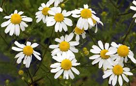 Attēlu rezultāti vaicājumam “Matricaria chamomilla”