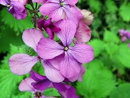 Image result for Lunaria annua