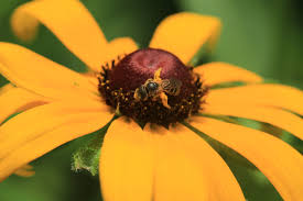 Attēlu rezultāti vaicājumam “Rudbeckia hirta var. pulcherrima”