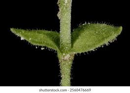 Attēlu rezultāti vaicājumam “Arenaria serpyllifolia leaf”