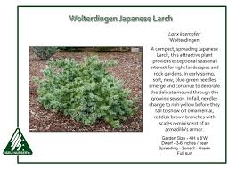 Attēlu rezultāti vaicājumam “Larix kaempferi”