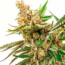 Attēlu rezultāti vaicājumam “Cannabis sativa fruit”