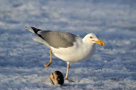 Image result for Larus cachinnans
