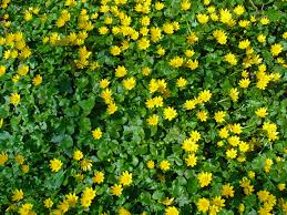 Attēlu rezultāti vaicājumam “Ficaria verna flower”