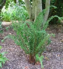 Attēlu rezultāti vaicājumam “Dryopteris cristata”