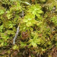 Attēlu rezultāti vaicājumam “Encalypta streptocarpa”