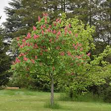 Attēlu rezultāti vaicājumam “Aesculus x hybrida”