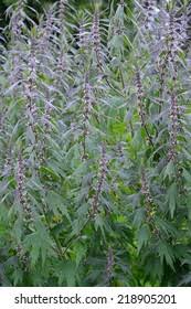 Attēlu rezultāti vaicājumam “Leonurus quinquelobatus”