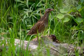 Attēlu rezultāti vaicājumam “Crex crex eggs”