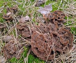 Attēlu rezultāti vaicājumam “Thelephora terrestris”
