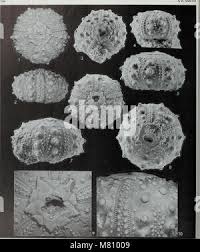 Attēlu rezultāti vaicājumam “Vouauxiomyces santessonii”