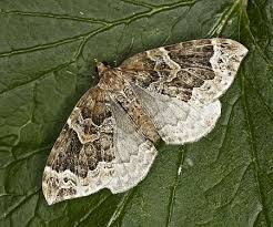 Attēlu rezultāti vaicājumam “Eulithis prunata”