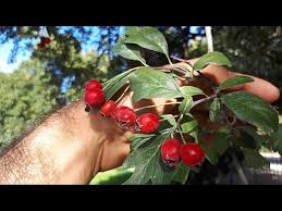 Attēlu rezultāti vaicājumam “Crataegus monogyna fruit”