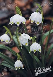 Attēlu rezultāti vaicājumam “Leucojum vernum var. vernum flower”