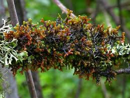 Attēlu rezultāti vaicājumam “Frullania tamarisci”