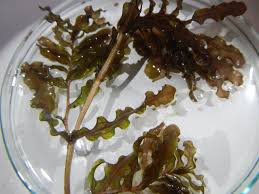 Attēlu rezultāti vaicājumam “Potamogeton trichoides leaf”