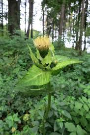 Attēlu rezultāti vaicājumam “Cirsium oleraceum leaf”