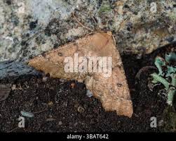 Attēlu rezultāti vaicājumam “Odontopera bidentata”