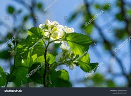 Attēlu rezultāti vaicājumam “Crataegus submollis flower”