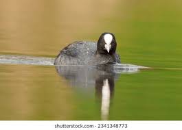 Attēlu rezultāti vaicājumam “Fulica atra adult”