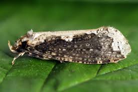 Attēlu rezultāti vaicājumam “Scardia boletella”