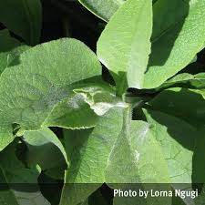 Attēlu rezultāti vaicājumam “Symphytum officinale leaf”