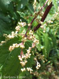 Attēlu rezultāti vaicājumam “Urtica dioica flower”
