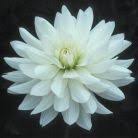 Image result for Dahlia `Snowflake`