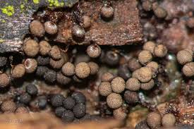 Attēlu rezultāti vaicājumam “Cribraria cancellata”